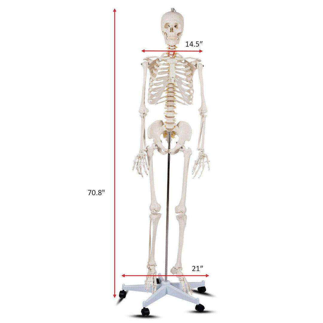 Giantex 70.8" Life Size Skeleton Model, with Roller Stand, 2 Casters with Brake, Removable Parts, Anatomical Poster and Dust Cover