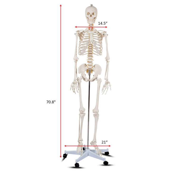 Life Size 70.8" Human Anatomical Anatomy Skeleton Medical Model  Stand - Giantex