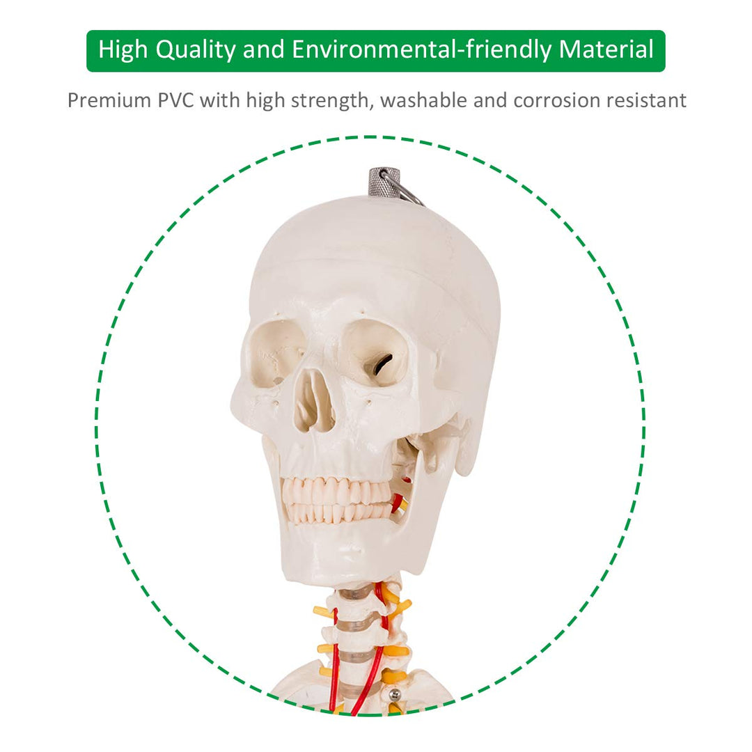 Giantex 70.8" Life Size Skeleton Model, with Roller Stand, 2 Casters with Brake, Removable Parts, Anatomical Poster and Dust Cover